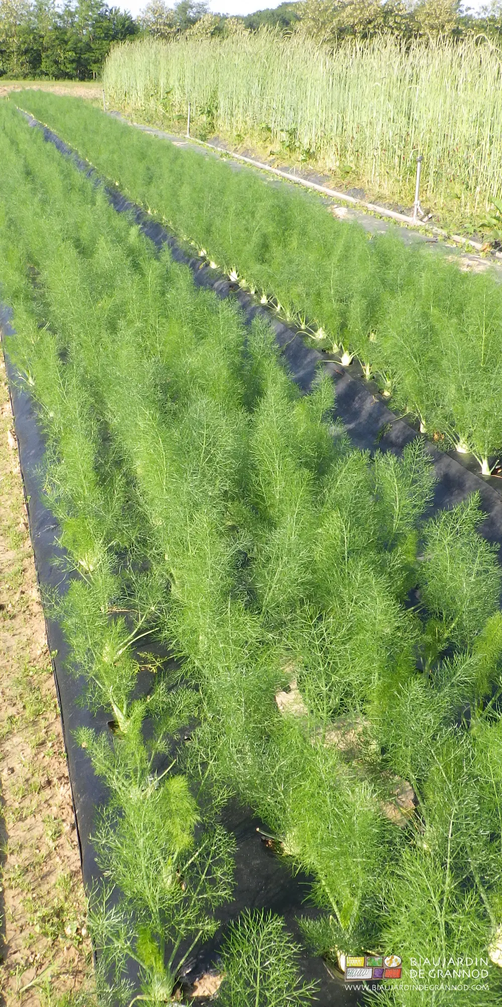 fenouil sur paillage biodégradable, à coté d'une bande fleurie riche en céréale.