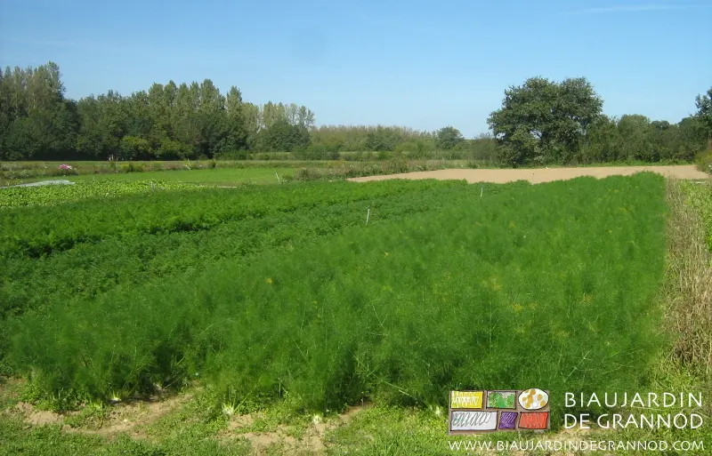 2 plantations échelonnées de fenouil entre une bande fleurie et d'autres apiacées : cèleri-rave et panais.