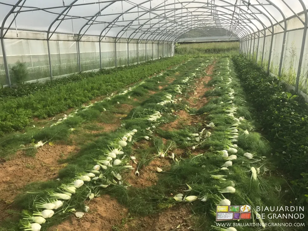 récolte de fenouil précoce en planche permanente sous tunnel