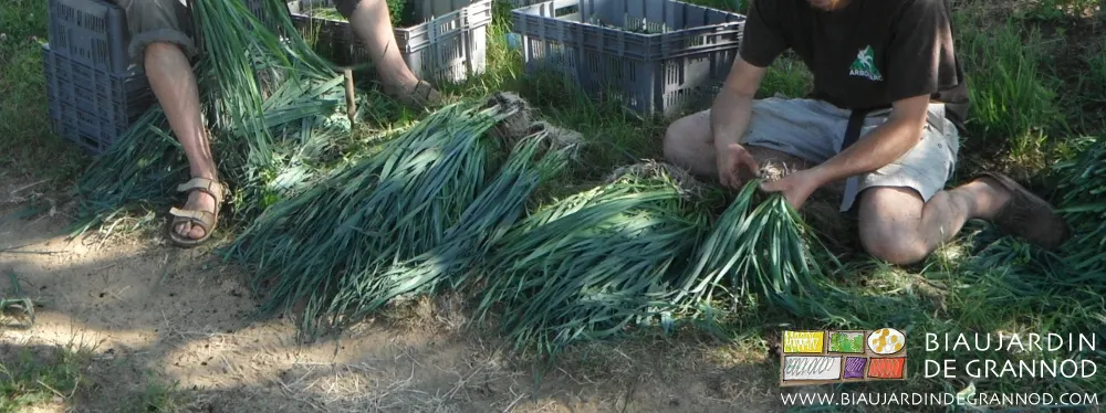 Habillage manuel des poireaux avant plantation