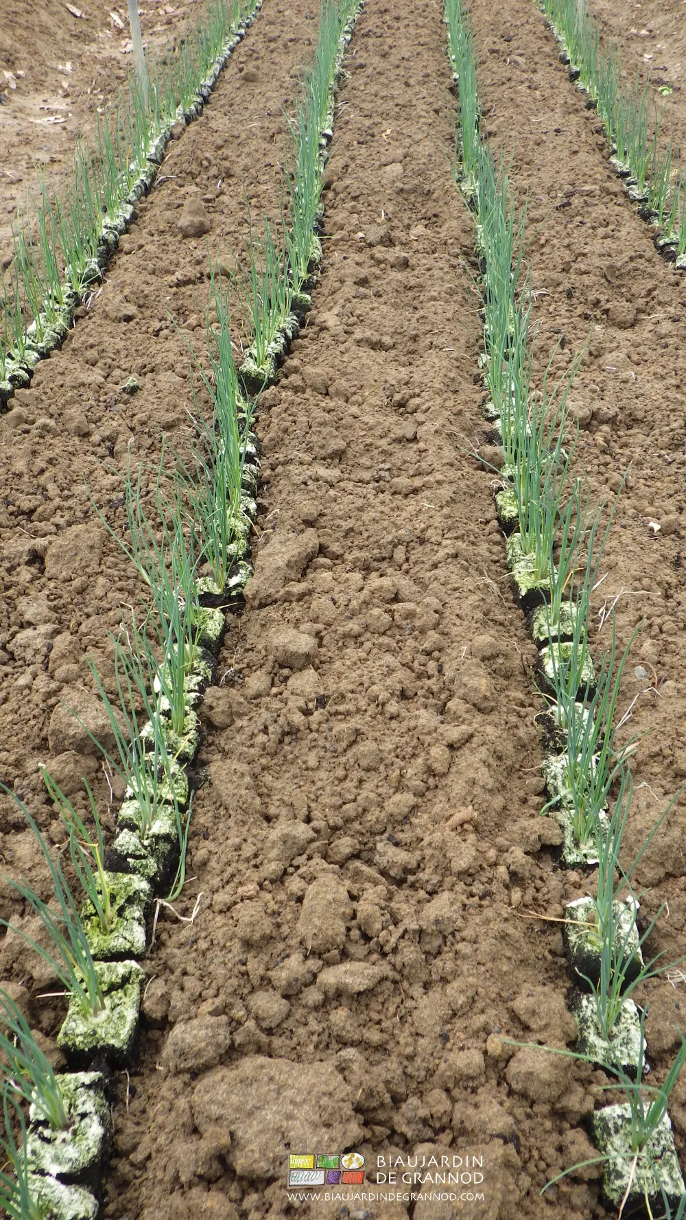 Mottes de poireau repiquées pour la production de la pépinière de plants.