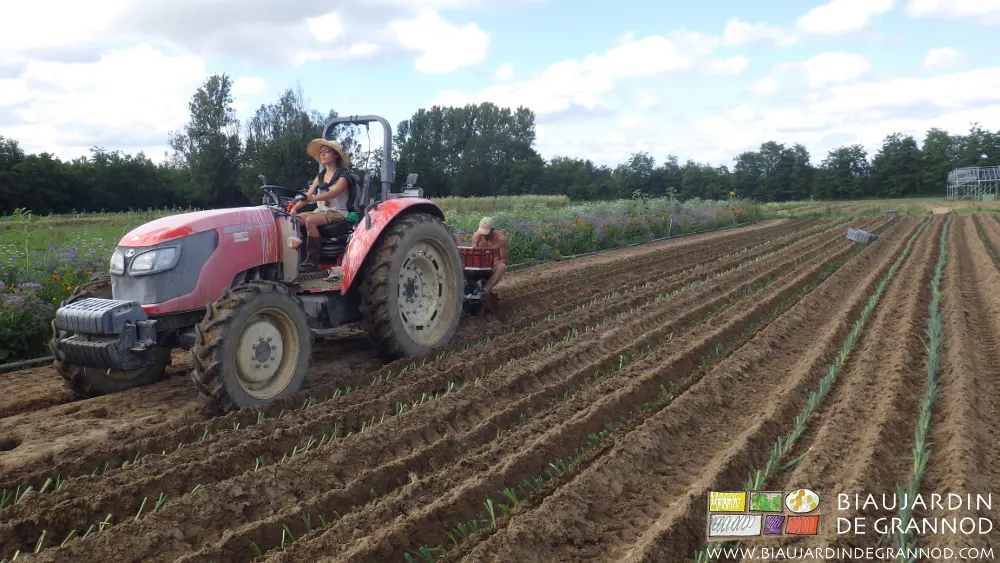 Mise en place des poireaux avec la vieille planteuse