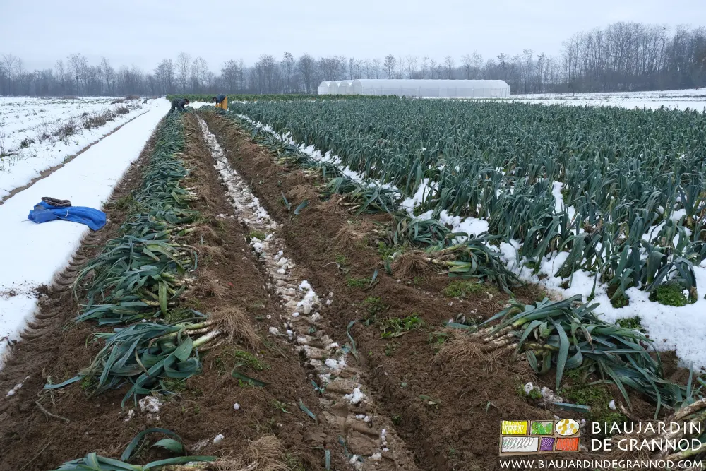 La récolte de poireau est échelonnée tout au long de l'hiver.