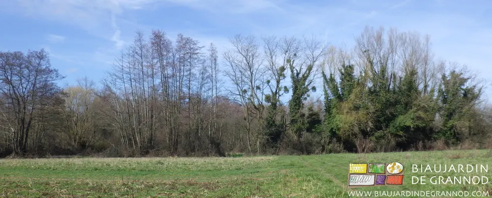 En bas de notre Biau Jardin (de Grannod !) à gauche aulnes glutineux menés en cépées, au milieu, acacias en cépées, à droite vieux saules menés en têtards En bas de notre Biau Jardin (de Grannod !) à gauche aulnes glutineux menés en cépées, au milieu, acacias en cépées, à droite vieux saules menés en têtards