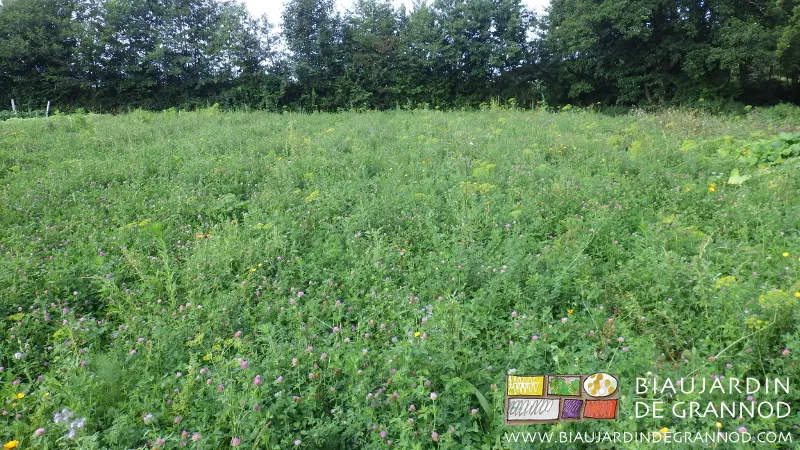 Mélange diversifié d'engrais vert pluriannuel en deuxième année de pousse