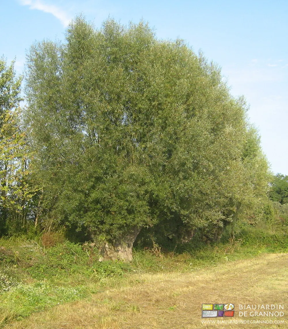 Saule têtard Saule têtard