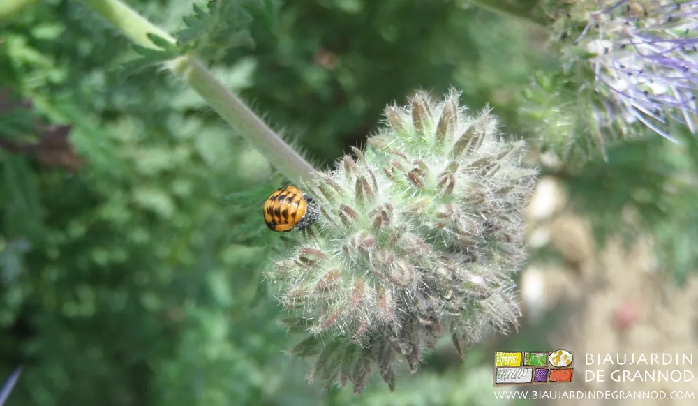 Nymphe de coccinelle sur phacélie.
