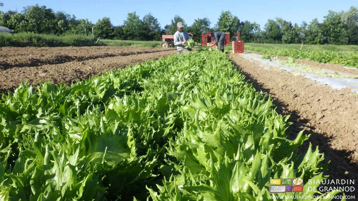 Laitue "reine des glaces" plantée en 3 rangs par planche, cultivée sur sol biné.