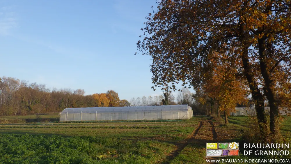 Maintien d'arbres isolés à coté des planches carrés de légumes ou près des tunnels.