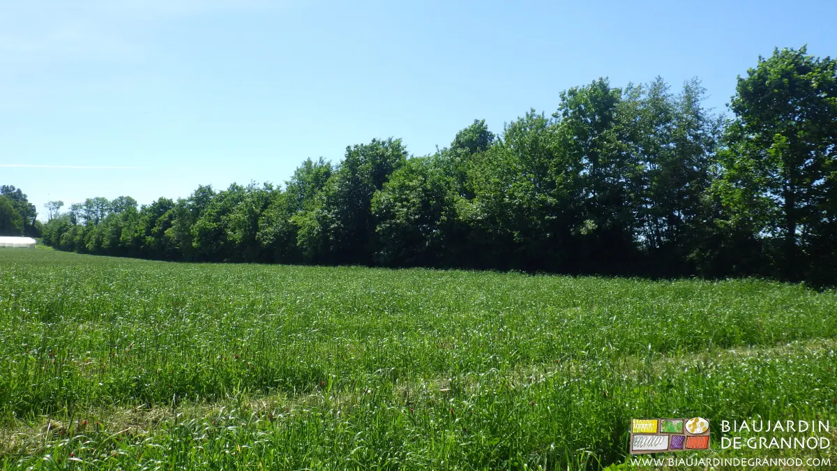 Haie bocagère plantation hiver 2006/2007