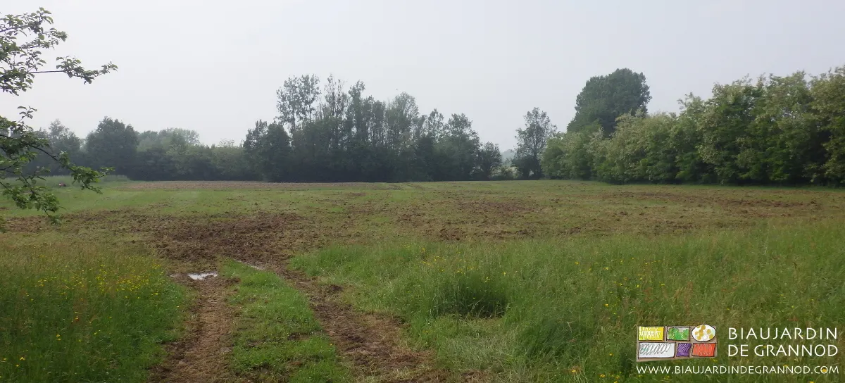 Déchaumage de ce futur jardin