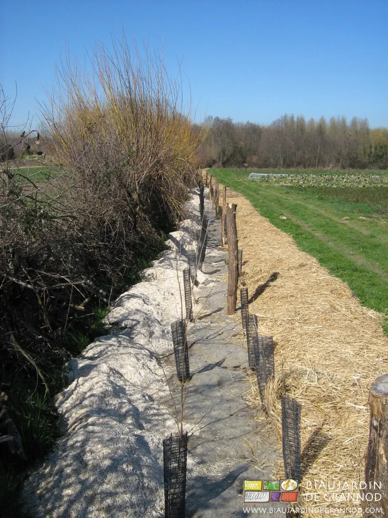 plantation bocagère = obstination plantation bocagère = obstination
