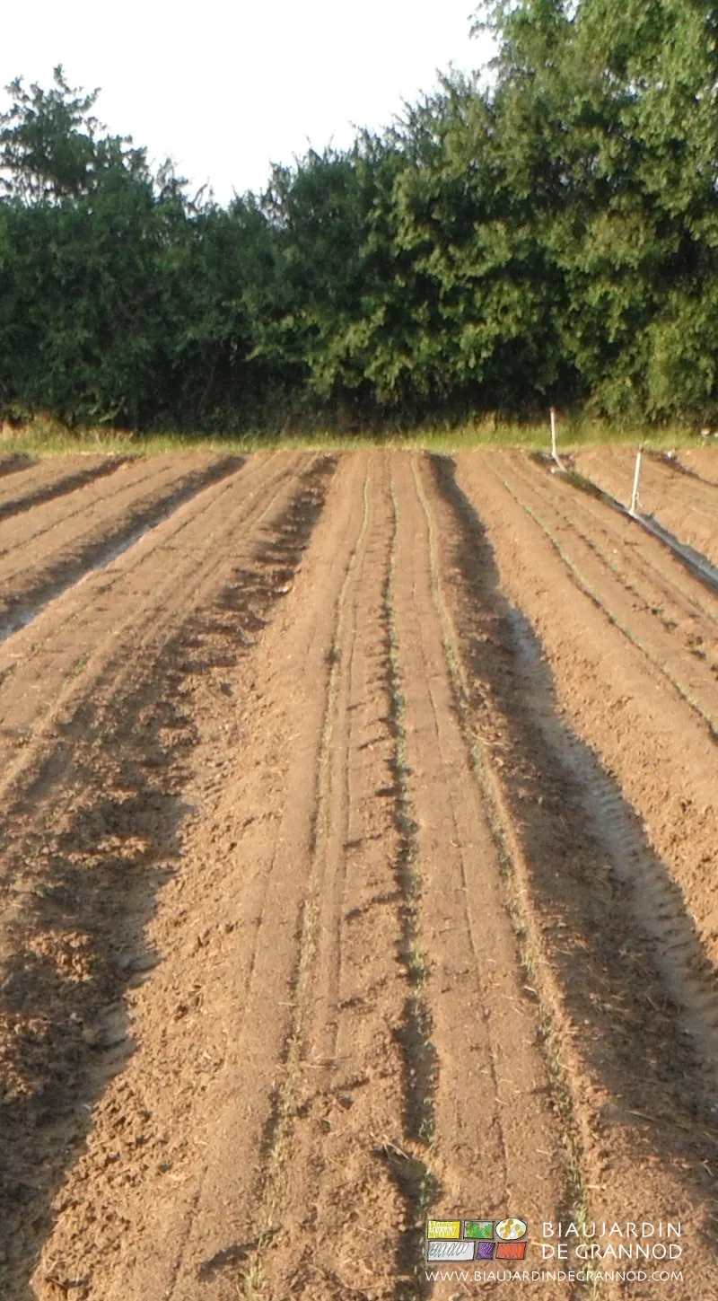 avec l'occultation, les carottes lèvent dans un terrain bien propre