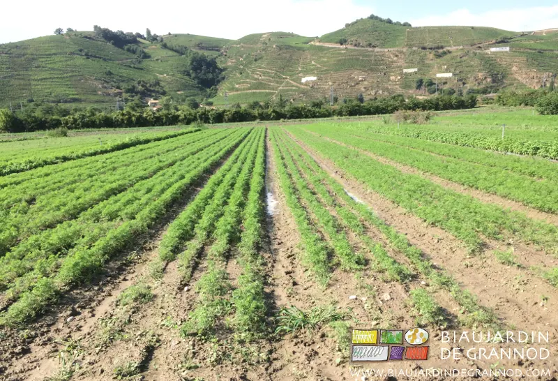Maraîchage au pied de la Côte Rotie Maraîchage au pied de la Côte Rotie