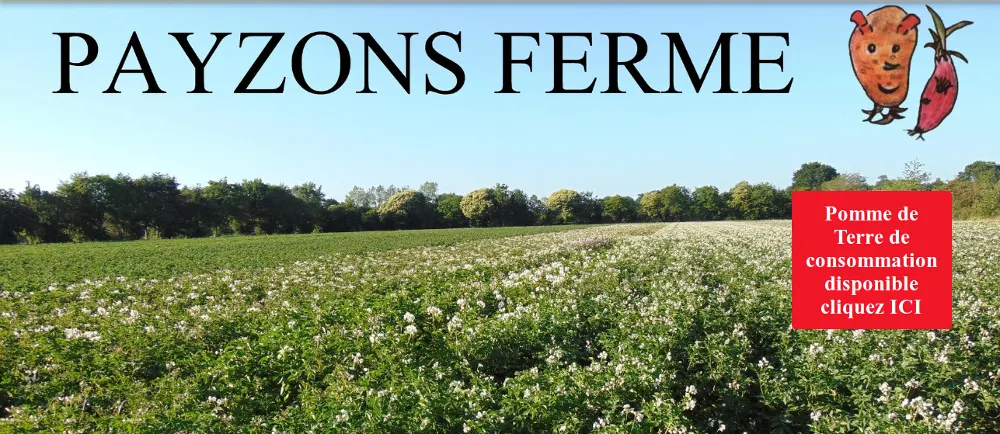 CLIQUER pour visiter le site PAYZONS FERME ! association de producteurs de plant de pomme de terre et échalote.