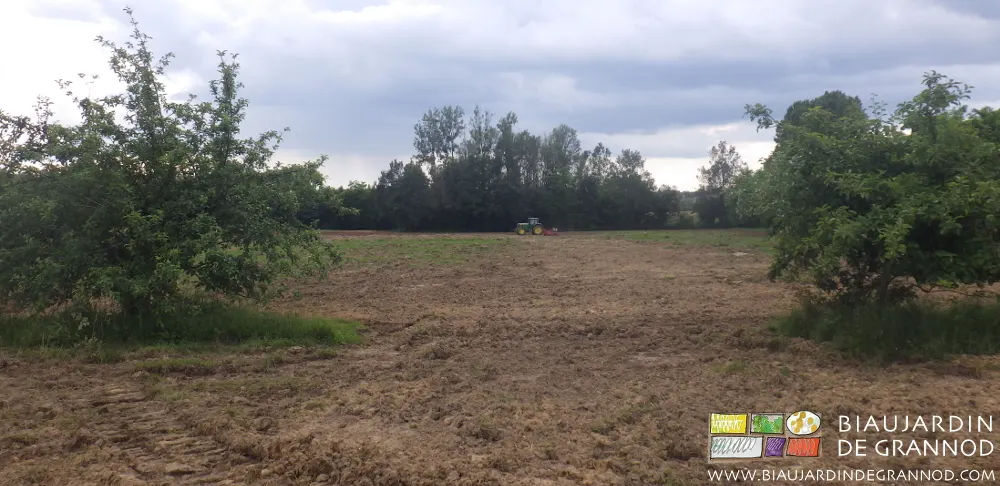 Le déchaumeur à disques permet de détruire et incorporer au sol les repousses de l'ancienne prairie permanente. Le déchaumeur à disques permet de détruire et incorporer au sol les repousses de l'ancienne prairie permanente.