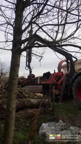 La plantation d'arbres isolés aussi est compatible avec l'auto-production paysanne de plaquette fermière.