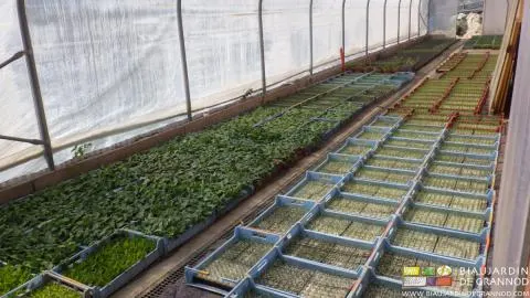 Acclimatation des caisses de mottes dans la serre solaire, avant repiquage au jardin.