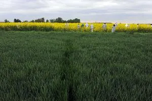 Neutralisation, par le collectif des Faucheurs Volontaires d'une parcelle de colza muté pour tolérer un herbicide chimique