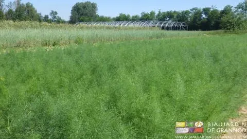 nos planches de fenouil dans un milieu bocager très diversifié