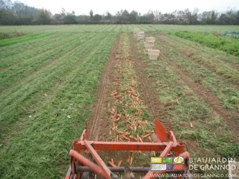 planches de carottes soulevées à l'arracheuse, puis manutention manuelle