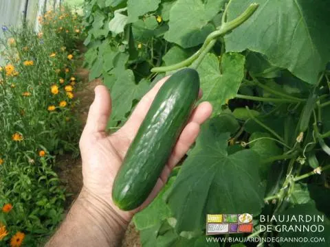 variété de concombre court rustique, adapté à nos conditions de culture