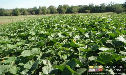 Le carré de courges en été