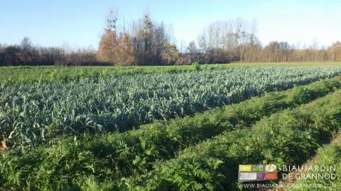 Poireau bocager entre engrais vert de phacélie et bande fleurie multi-espèces.