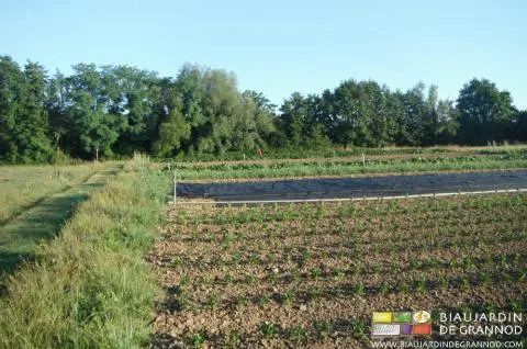 La fauche décalée permet d'offrir de meilleures conditions de vie aux insectes auxiliaires.