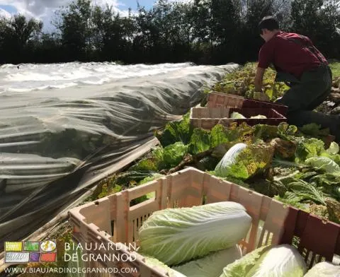 récolte de pé-tsaï protégé de l'attaque de certains insectes par des filets tissés récolte de pé-tsaï protégé de l'attaque de certains insectes par des filets tissés